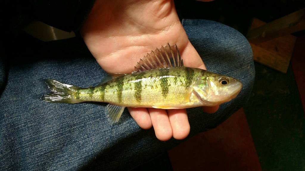 欧洲“五道黑”侵入新疆博湖，10年反客为主，鸭绿江陷入隐忧？