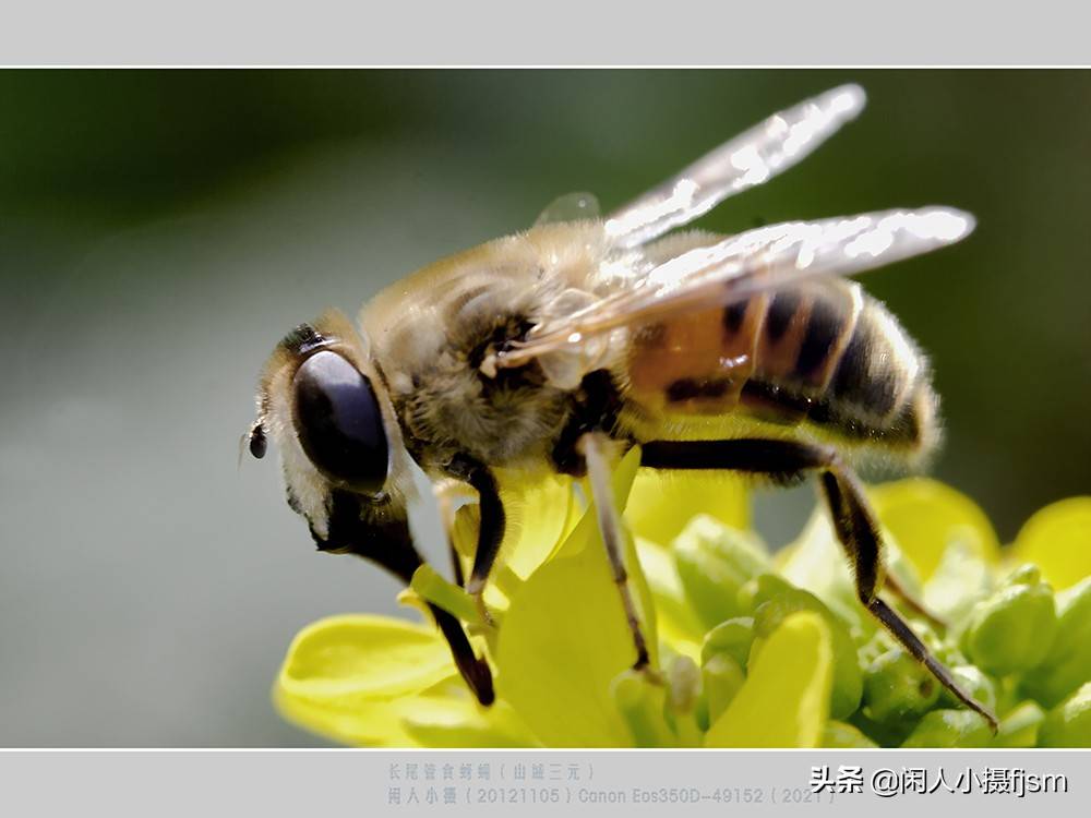原创昆虫摄影绒蚁蜂听说过吗户外遇上了你会认为是只蚂蚁吗