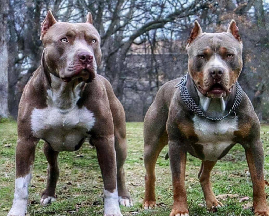 与比特类似肌肉发达的斗牛犬,起初会作为猎熊和公牛的诱饵被饲养.