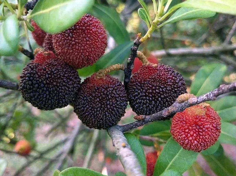 原创中国的杨梅到底哪里最好吃2021版附上市时间