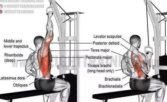 從不同角度刺激背闊肌,高位下拉的5種變式方法_動作_坐姿_鍛鍊