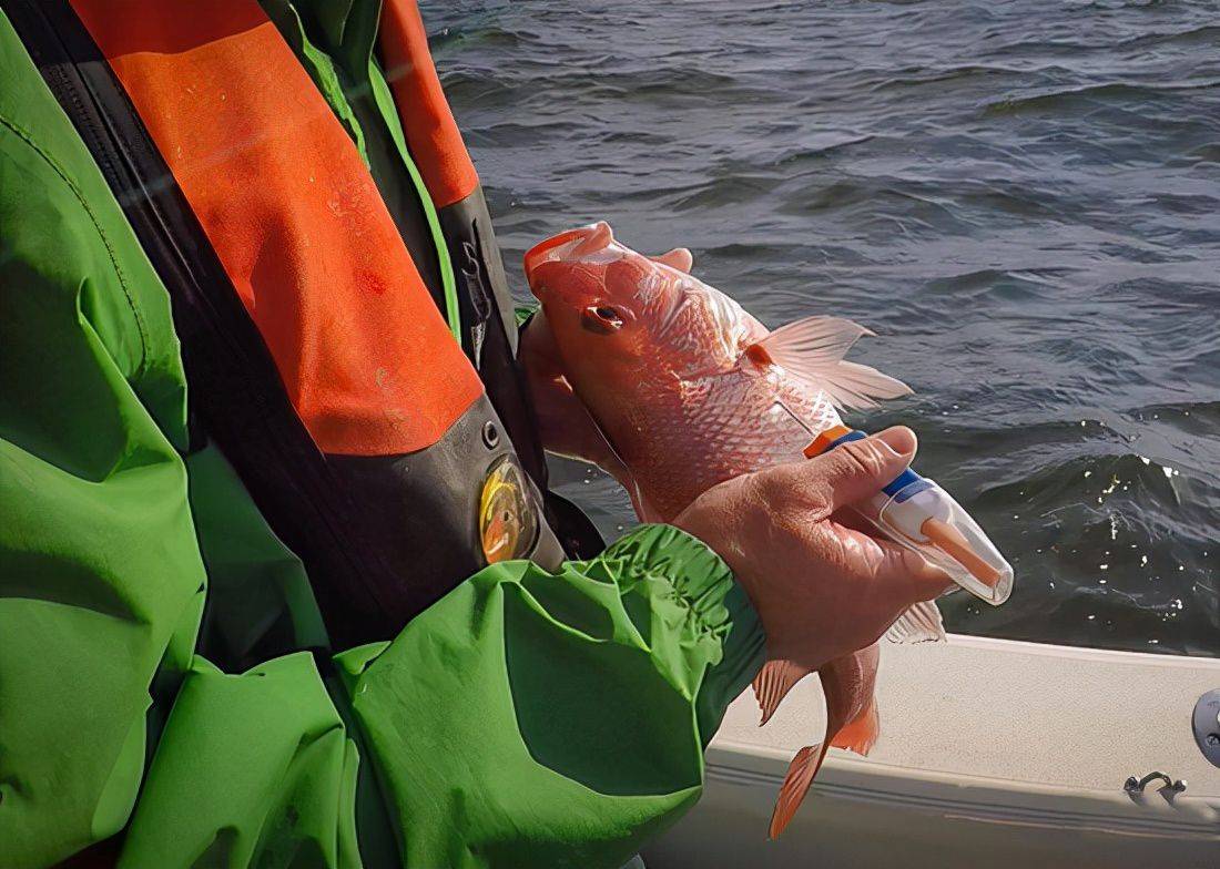 原創為什麼海釣人放生海魚時要在魚肚子戳個洞真的是為了魚好嗎