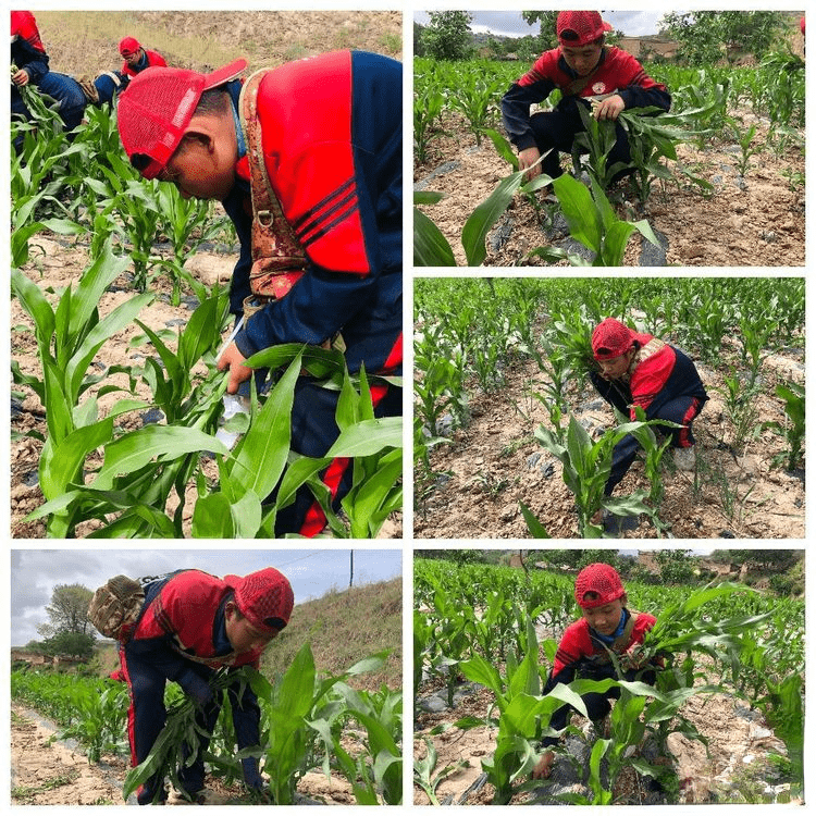 李锋教育2022年成长不烦恼磨炼营第八天专属孩子们的农忙假期