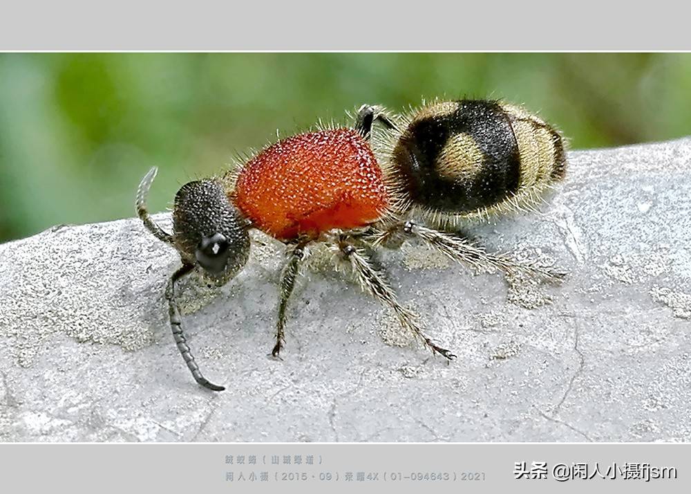 原创昆虫摄影绒蚁蜂听说过吗户外遇上了你会认为是只蚂蚁吗