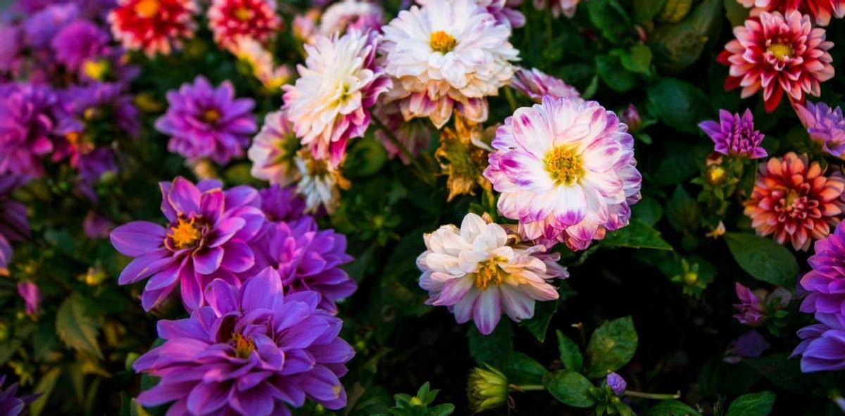 6月30日开始 四大星座鸿运当头 非常自信 所想之事皆能如愿 事业 好运 金牛座