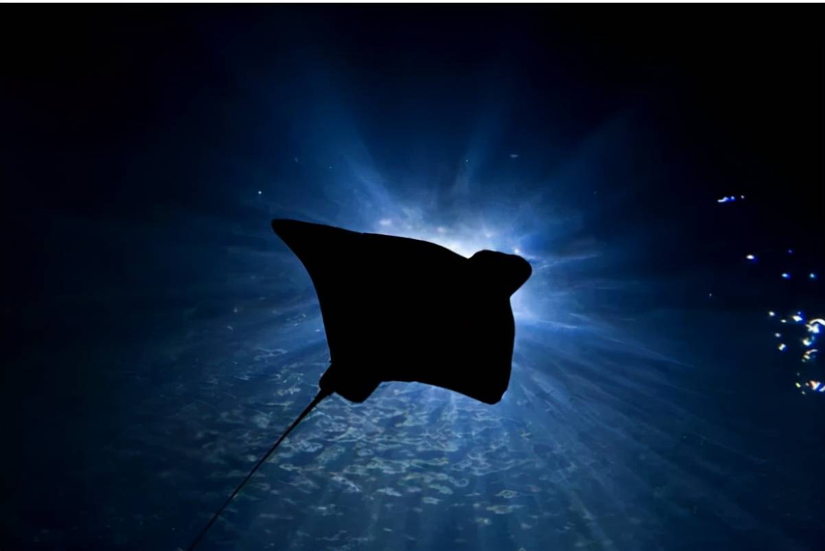 深海中的危险 几种恐怖的海洋生物 水母 箱形 鲨鱼