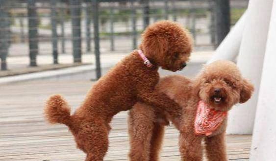 人们为什么对泰迪犬这么反感,与美丑无关,原因有4个!_训练_因为_建议