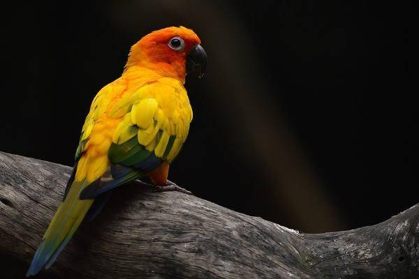 原创心理测试4只金鹦鹉哪只最招财测你今年能不能富到流油