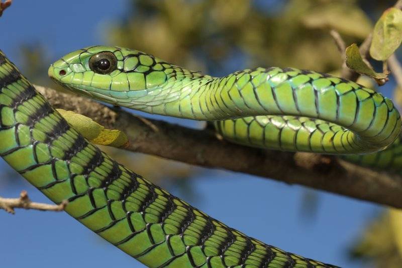 boomslang(布姆斯朗)這條黃黑相間的交叉帶蛇不太可能與其他任何東西