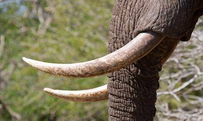 大象的牙也会跑偏?远古象类牙齿五花八门,看起来怪怪的_生活_生物学_