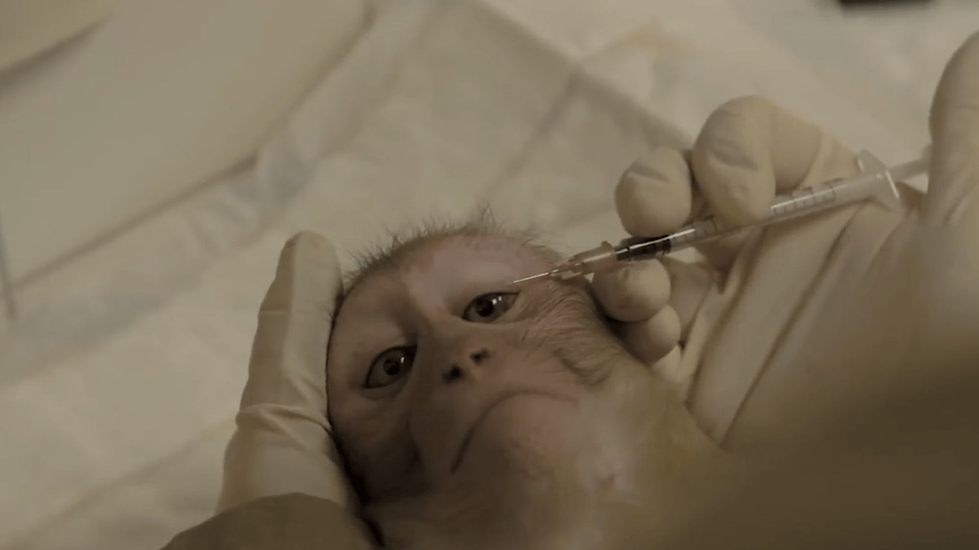 原创全世界开始抢猴子从15万到10万一只中国实验猴为何身价暴涨