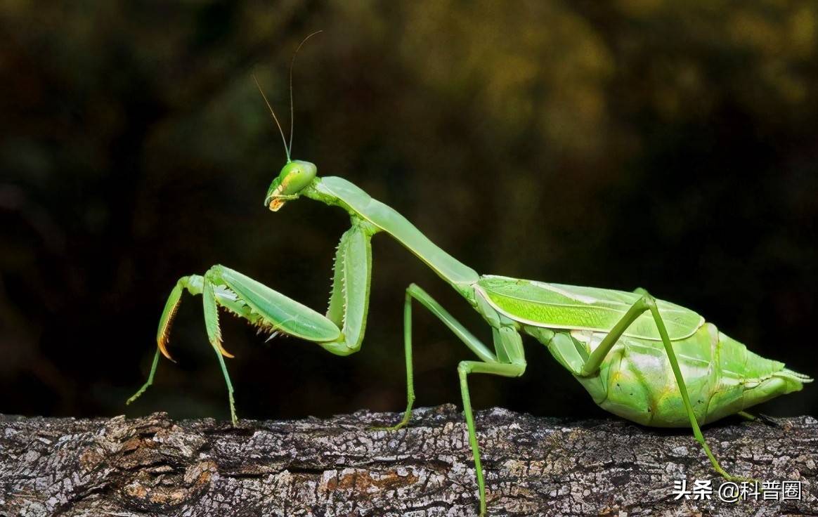 原创交配时母螳螂会残忍吃掉丈夫为何雄螳螂不反抗也不逃走