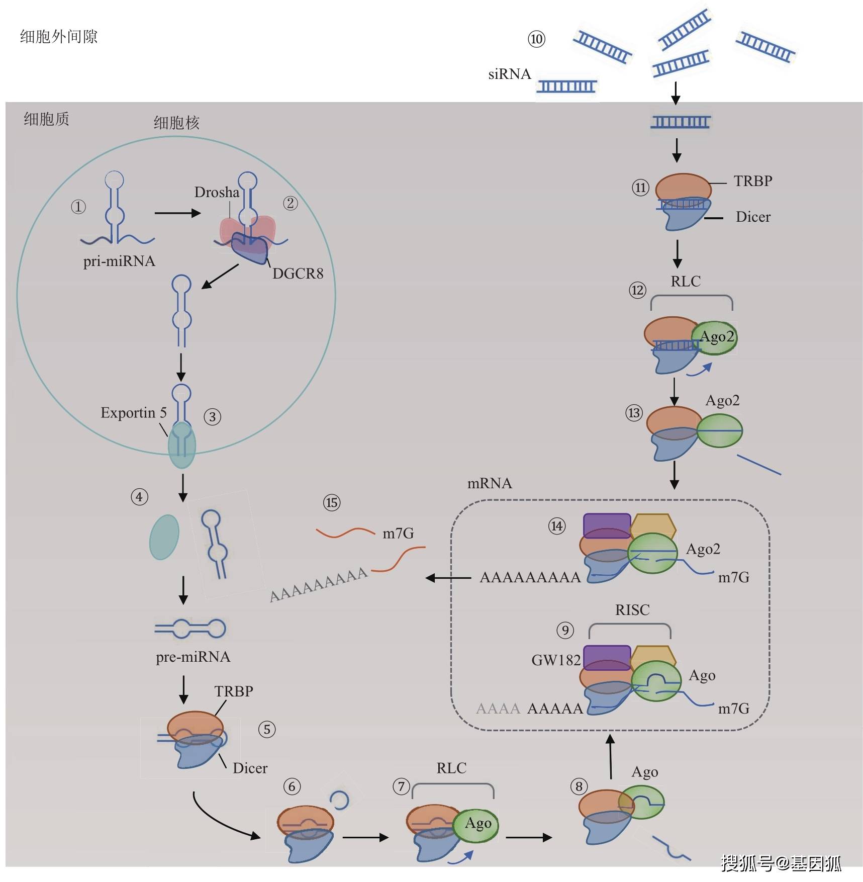 经验分享：小干扰RNA（siRNA）纳米递送系统研究进展简介_microRNA_沉默_药物
