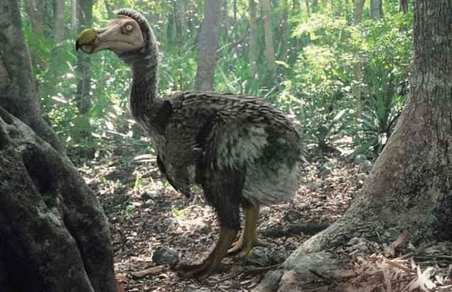 原创自然界长相潦草的鸟类一种灭绝了一种成为了智利国鸟