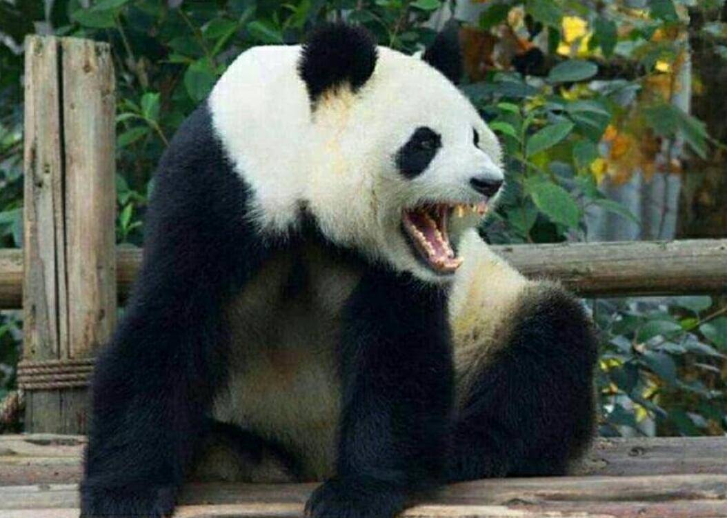 熊猫经历了啥?为何从凶猛的食铁兽,成了"以卖萌为生"的国宝?