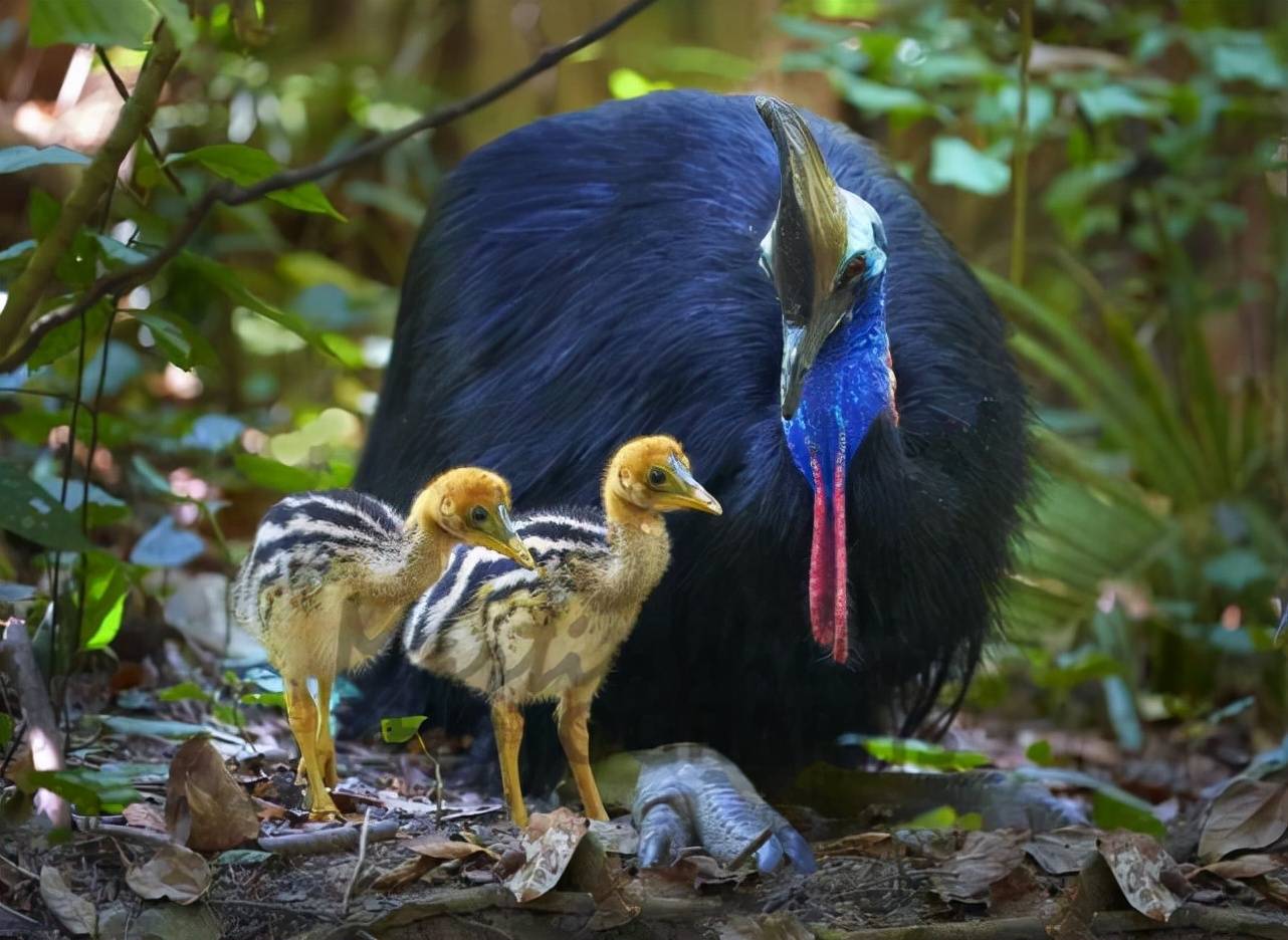 战力爆表的鹤鸵能一脚击穿木板因一弱点被人类驯养18万年