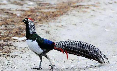 有时候,野鸡会害怕,这会导致它们的头去世.