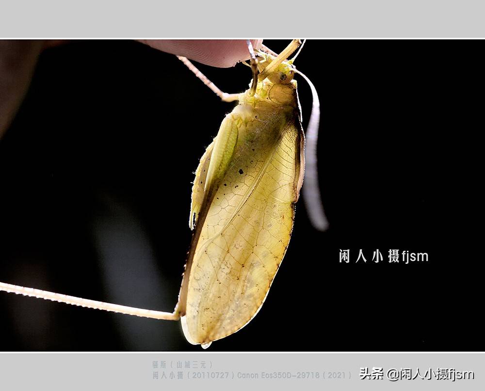 锥头蝗(红后负蝗,直翅目/负蝗科)棉蝗(直翅目/蝗科)直翅目:包括蝗虫