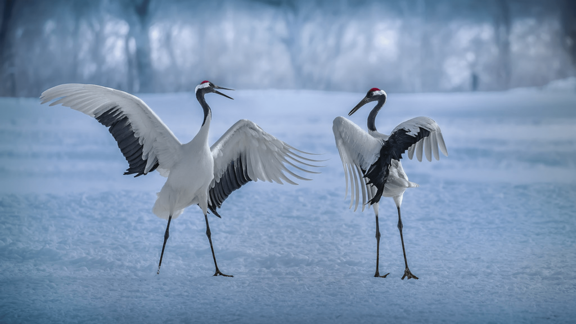 小鹤_繁殖地_crane