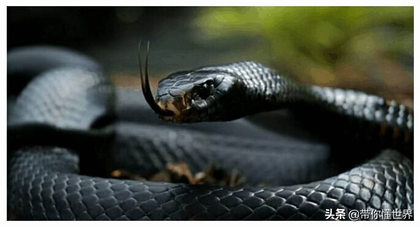 黑曼巴蛇(学名:dendroaspis polylepis),又称"黑树眼镜蛇",是第二大的