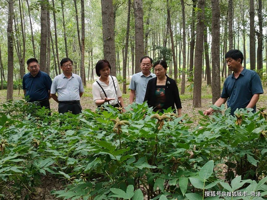 菏泽郑巧玲图片