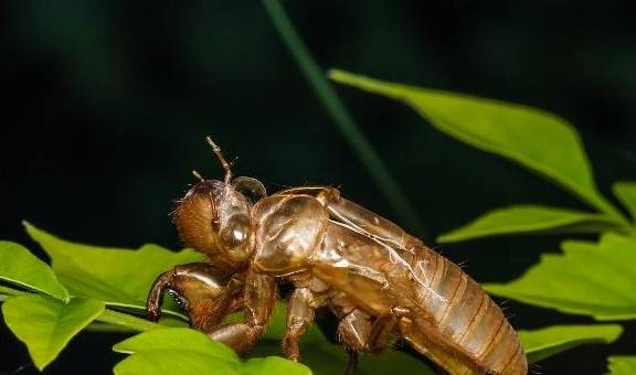 金蝉头上长草见过吗,遇到一定要珍惜,堪比冬虫夏草,是名贵中药_菌类