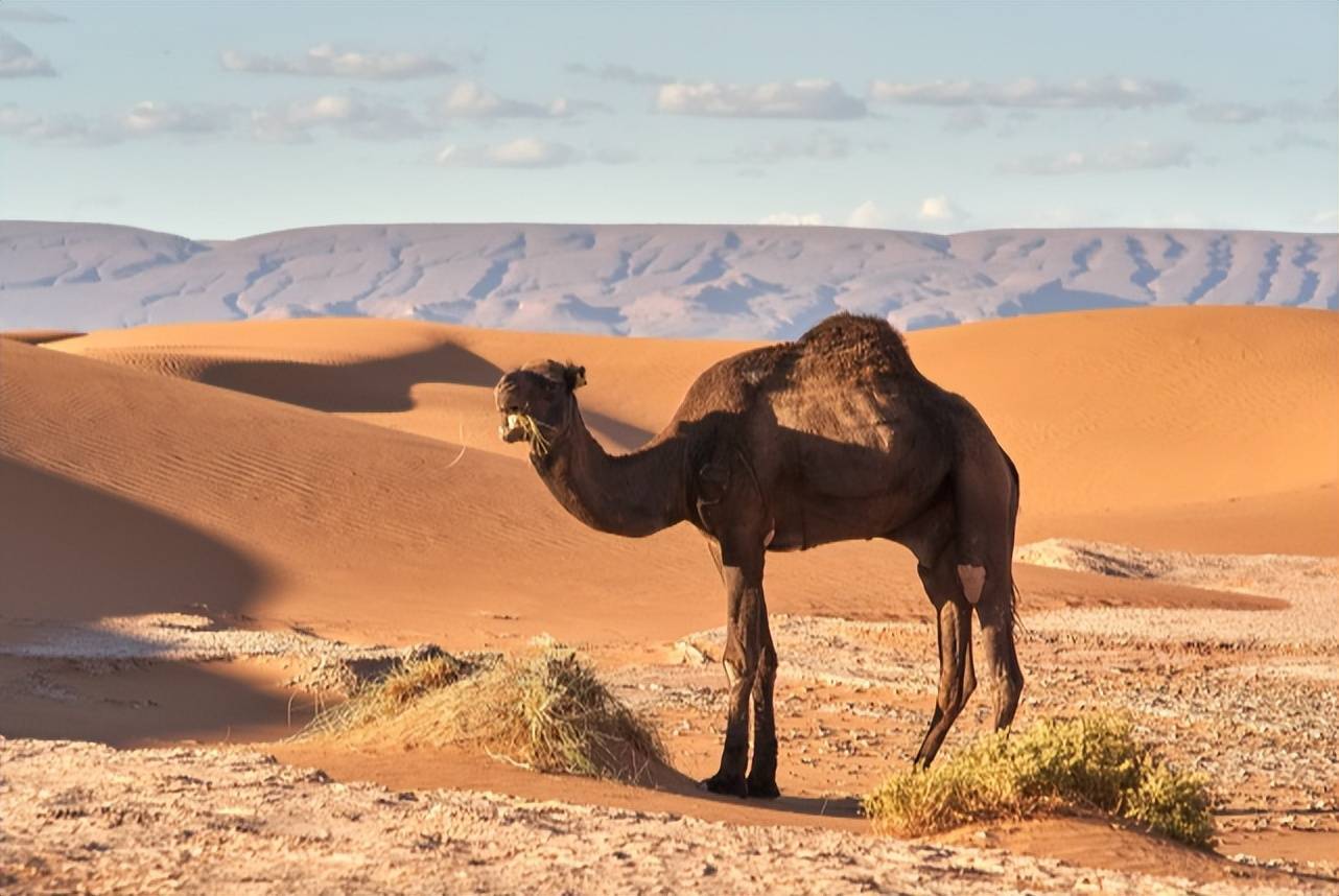 原创连森蚺大象都会被捕食却好像没食肉动物捕食骆驼为什么
