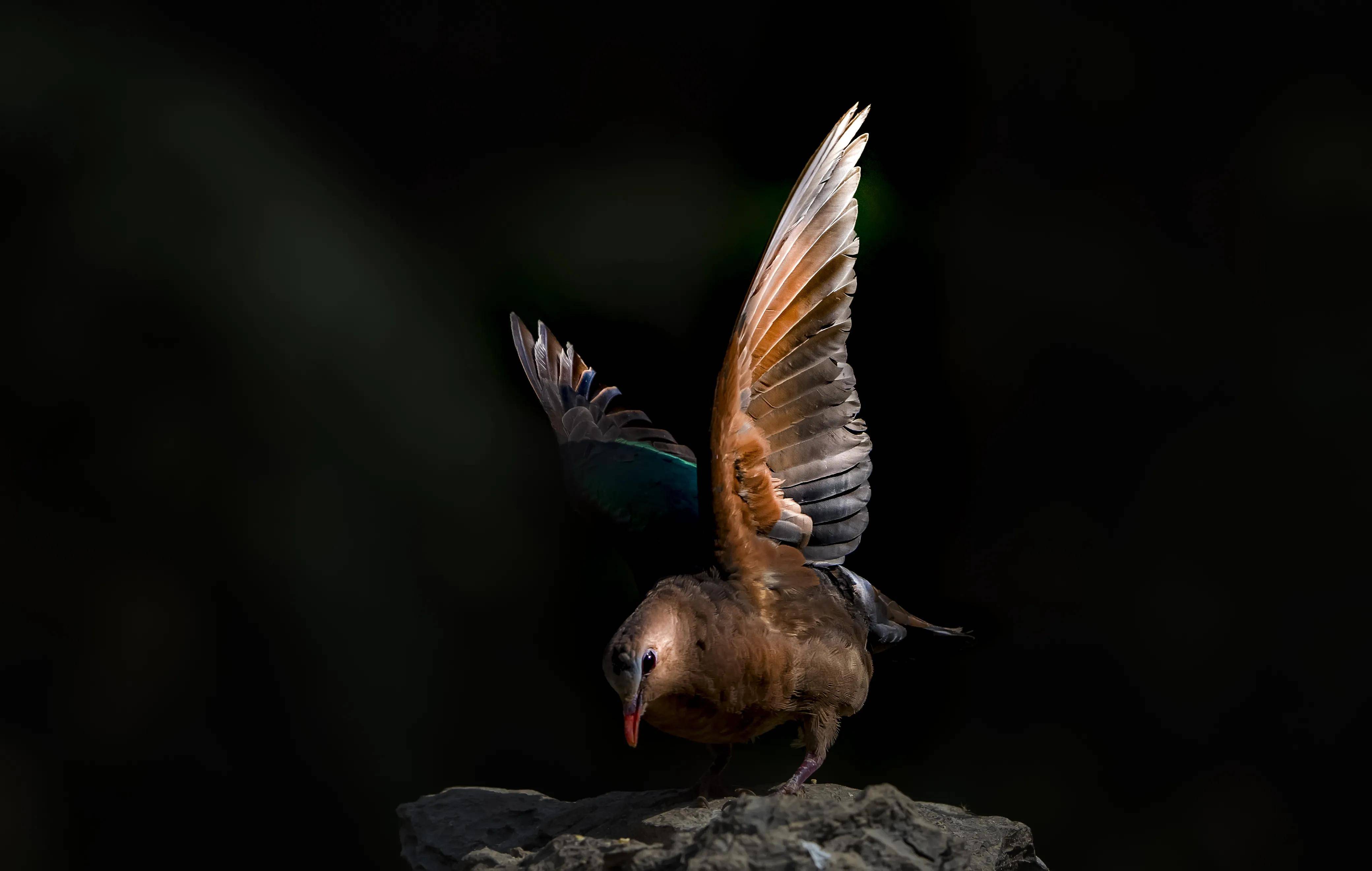 原创东江揽胜一只用尽洪荒之力凹尽各种造型给你拍摄的绿翅金鸠