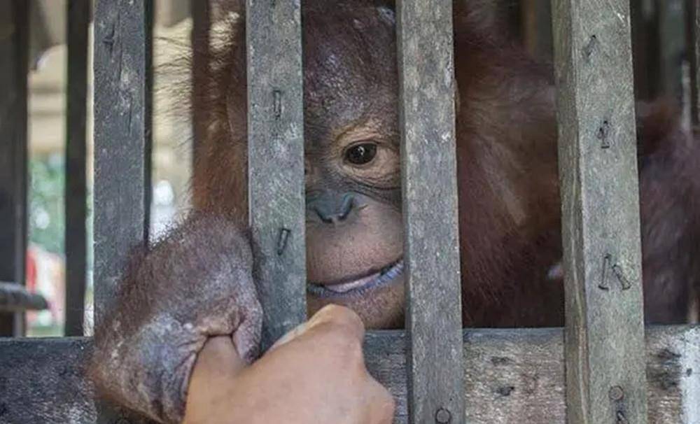 原创2003年印尼一红毛猩猩遭囚禁被迫化妆接客六年只需要两英镑