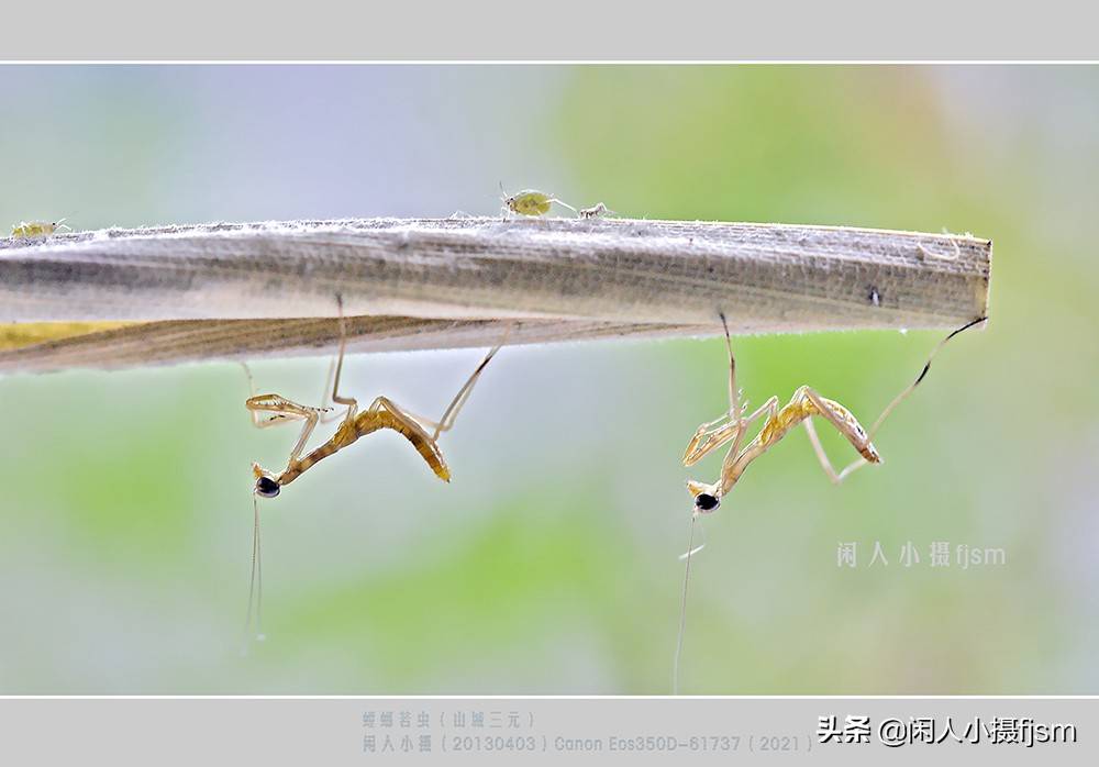 原创昆虫摄影昆虫从若虫蜕变到成虫女大十八变