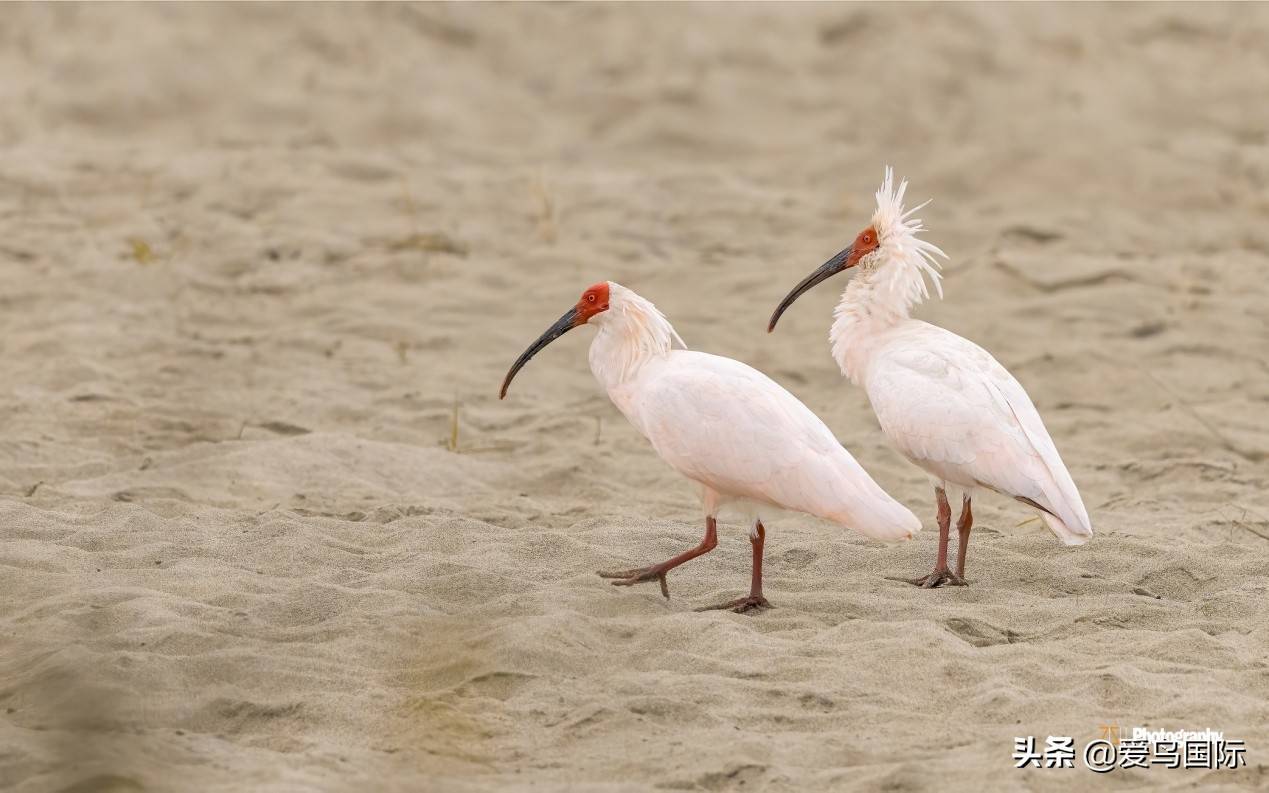 朱鹮就与人类和谐共处,相伴相生,它们曾广泛分布于中国东部,国外,国外