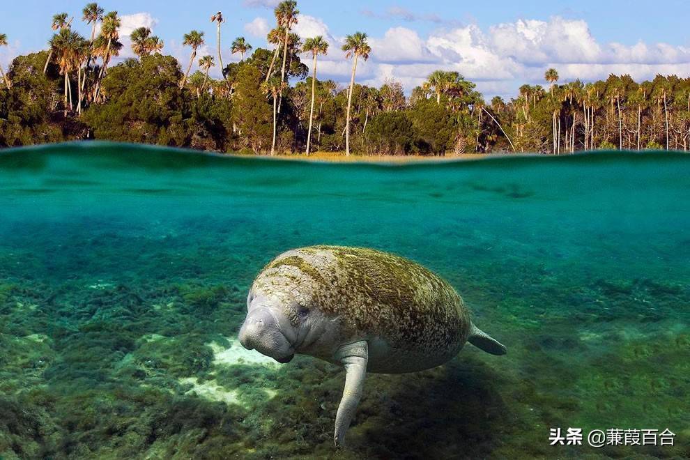 可爱的,濒危的温和巨人:神奇的海牛_儒艮_水晶_保护区