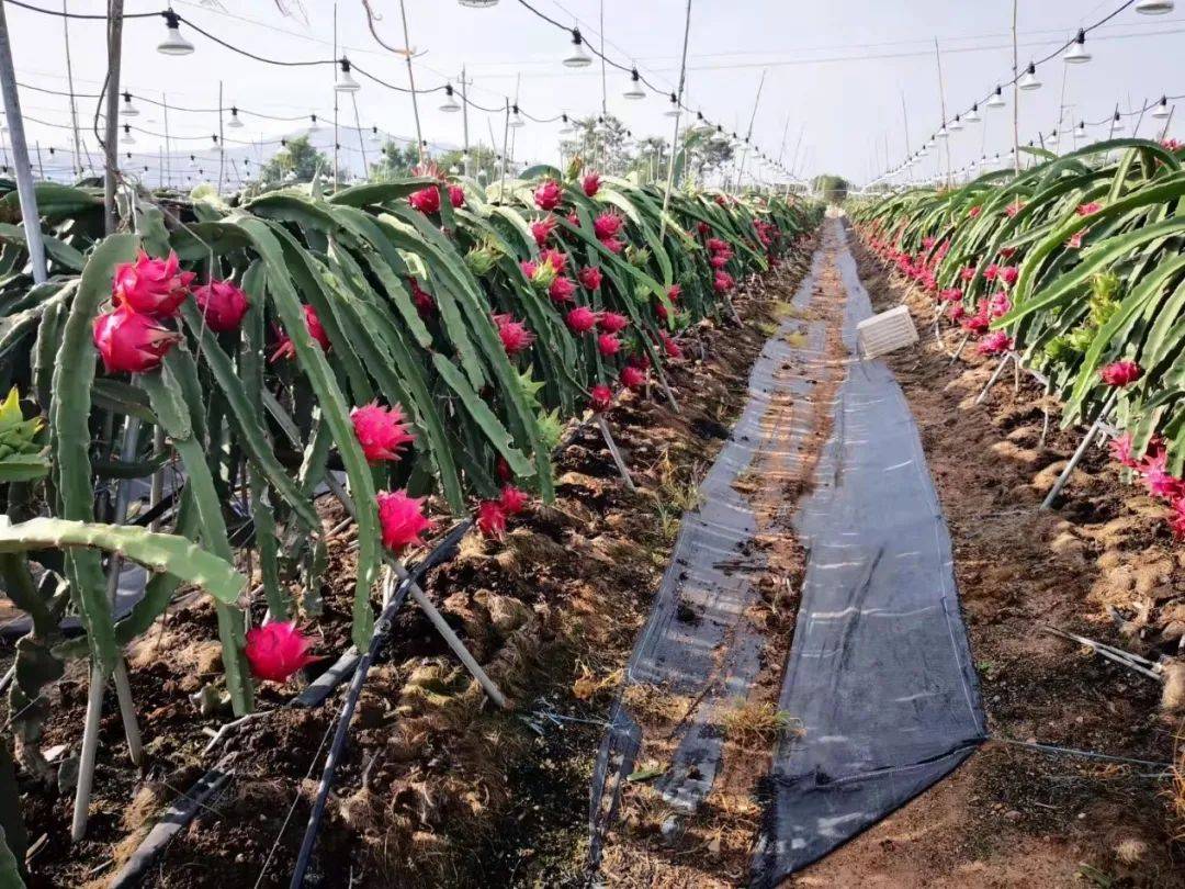 龙之道多收好火龙果施肥需要注意什么