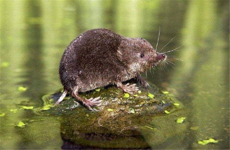 神秘的水耗子,袖珍高手,罕见的有毒哺乳动物:水鼩鼱_牙齿_猎物_体重