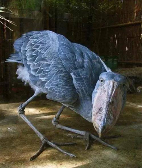 原创绝对奇怪如果你见过这些奇怪的鸟那可真是奇了怪了一