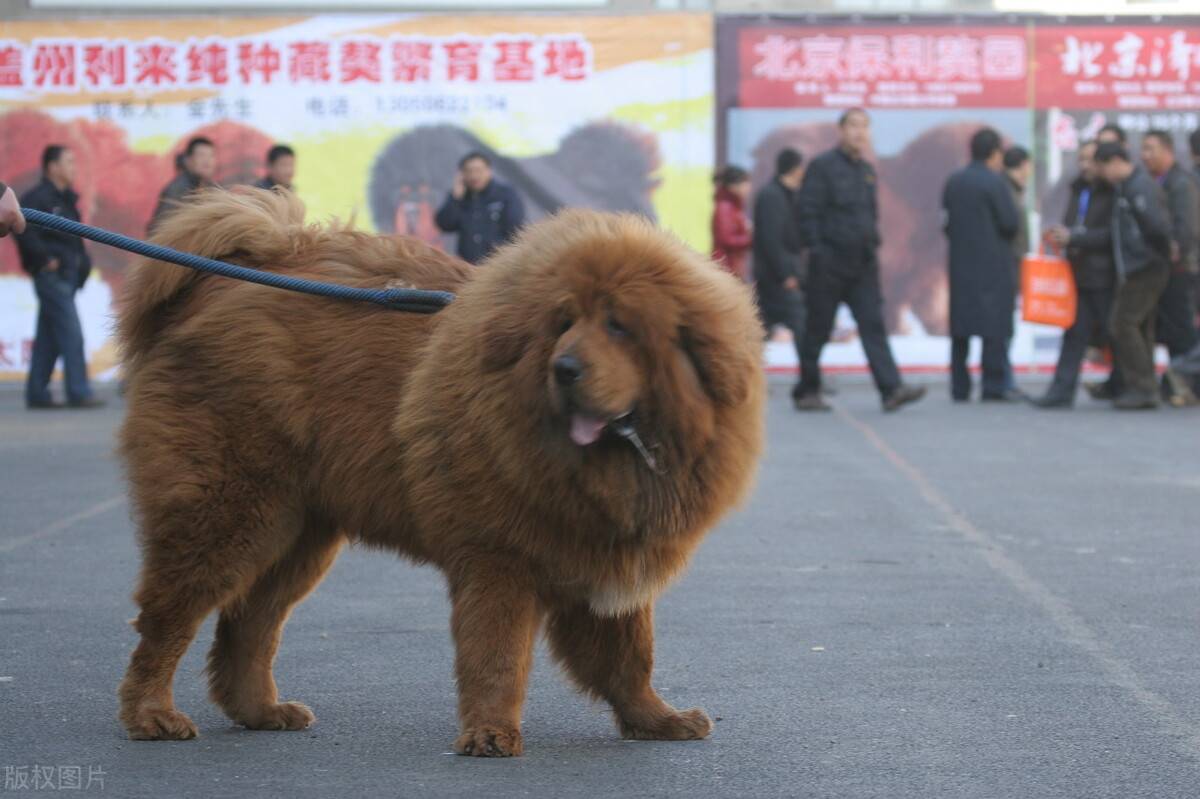 藏獒犬摄影图__家禽家畜_生物世界_摄影图库_昵图网nipic.com