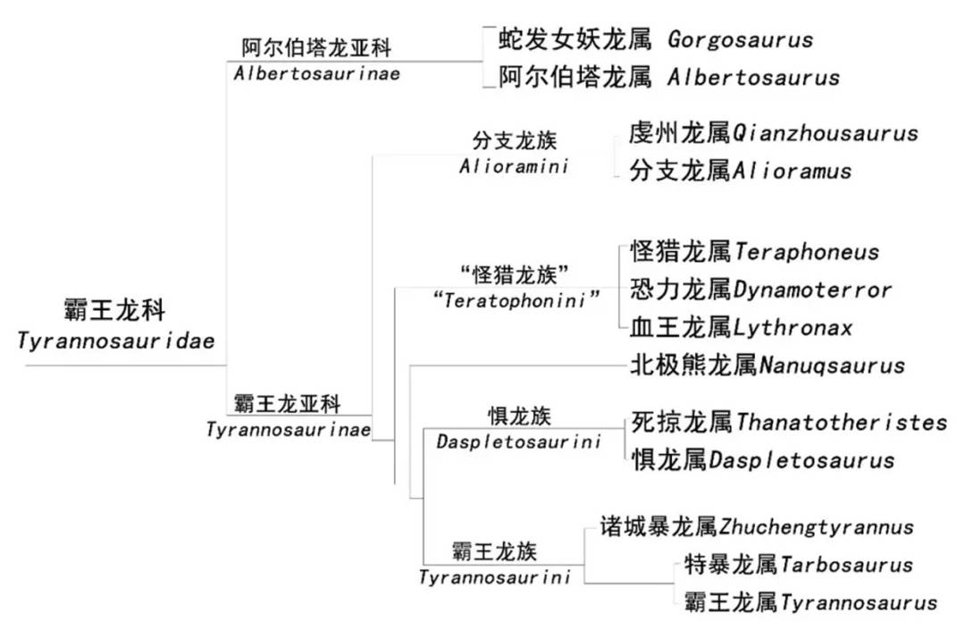 暴龙科祖母图片