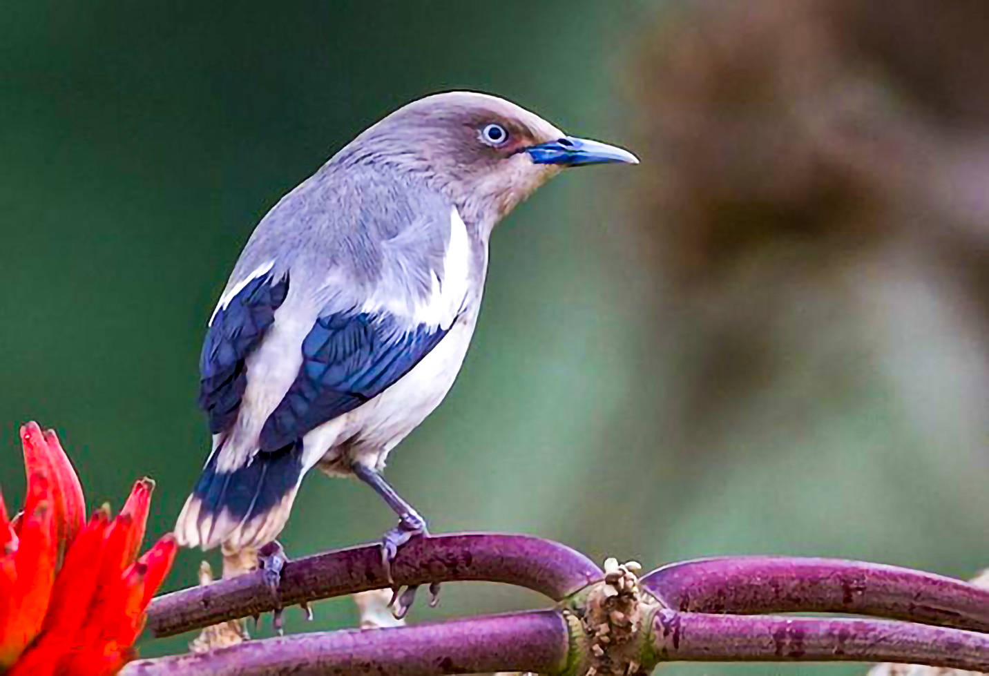 东江揽胜:鸟类观察手册(27)-雀形目之椋鸟科_白色_黑色_深灰色