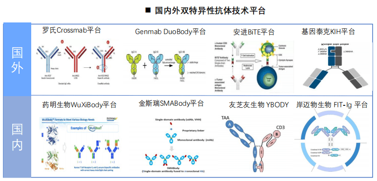 五分钟读懂双特异性抗体,你想知道的都在这里!