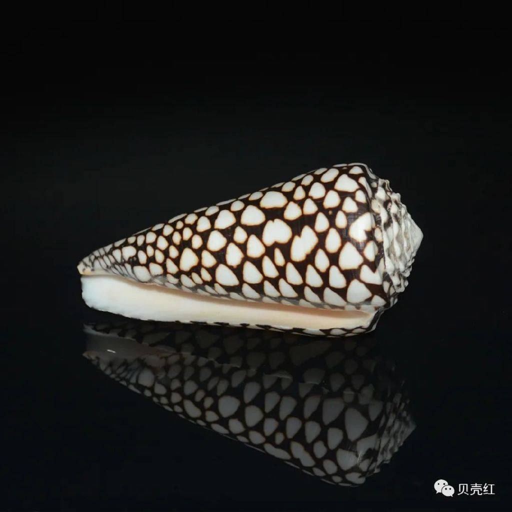 寻宝深圳市海之洋贝壳博物馆 │ 初识黑芋螺_uwkwaj_学名_黑褐色