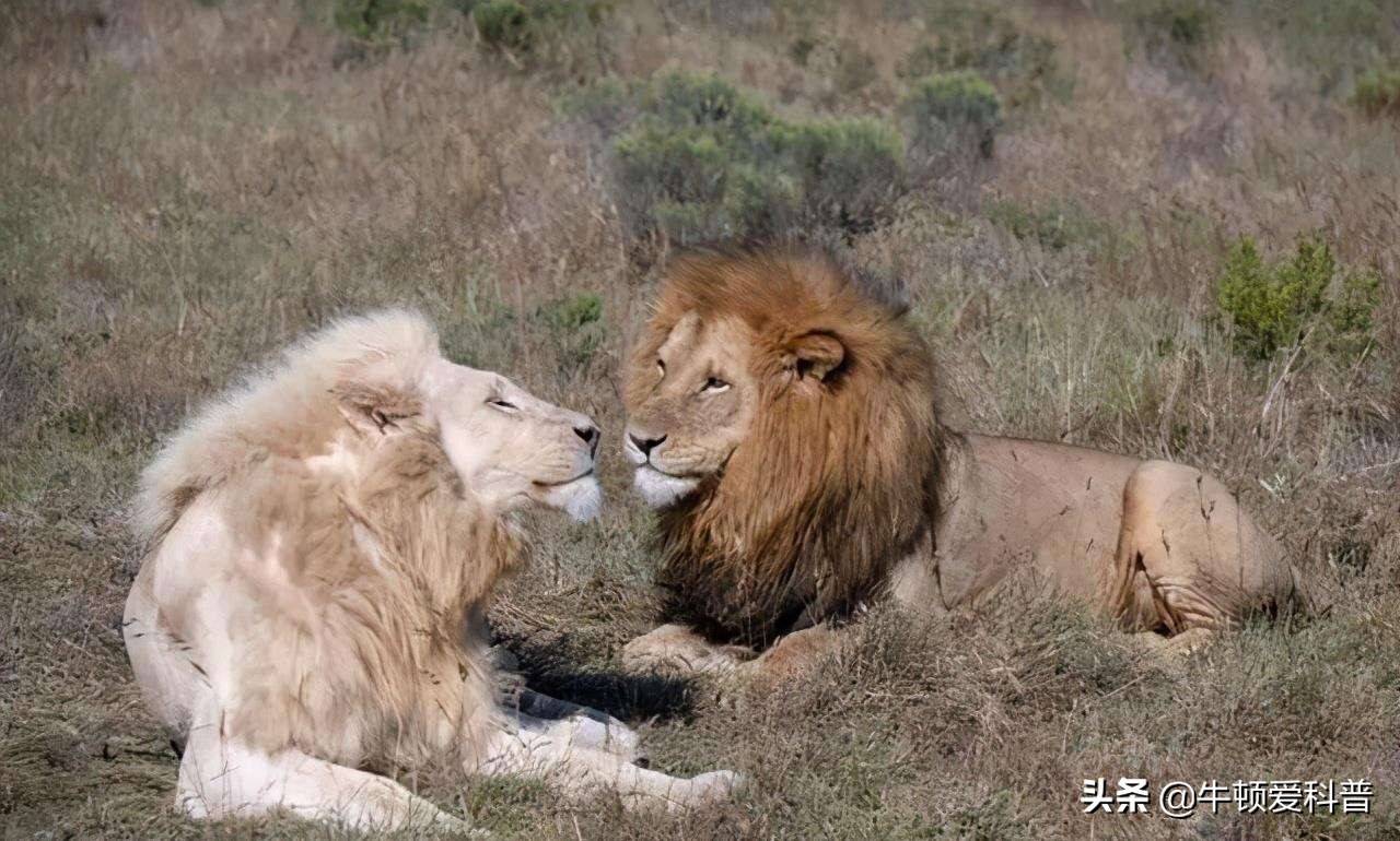 克魯格獅簡直是獅子界的施瓦辛格.他那俊美的體型讓人忍不住多看幾眼.