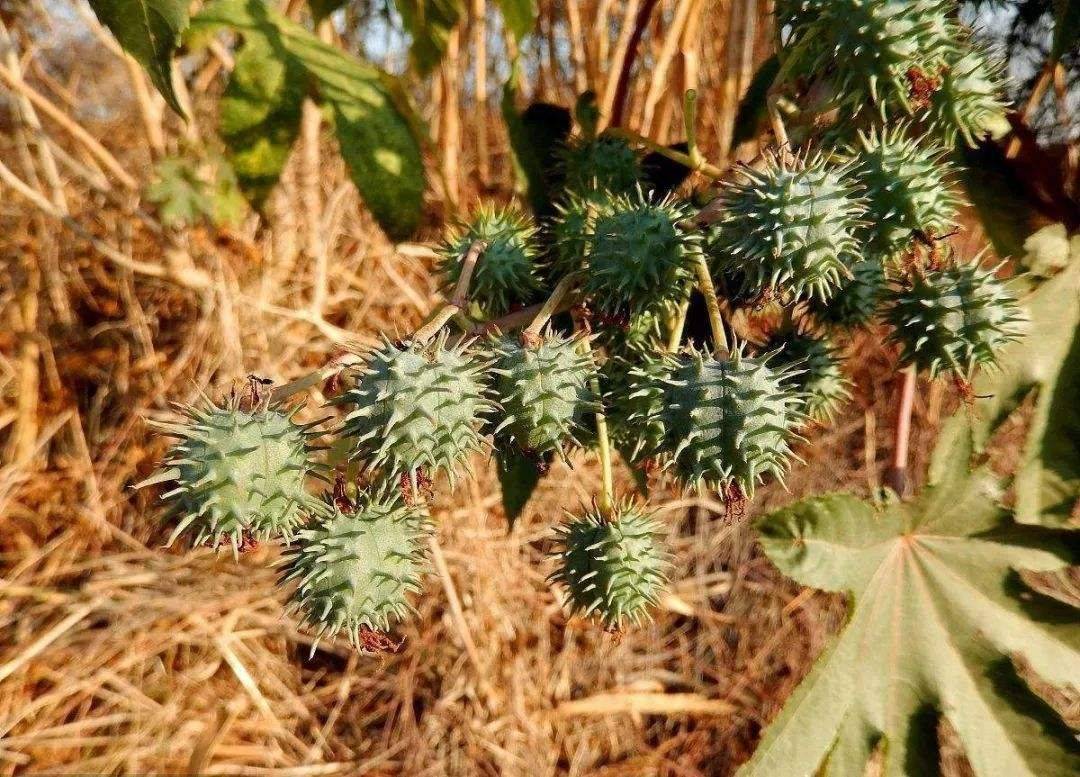 原创蓖麻被称为完美毒药含有致命毒素为何我国还曾广泛种植
