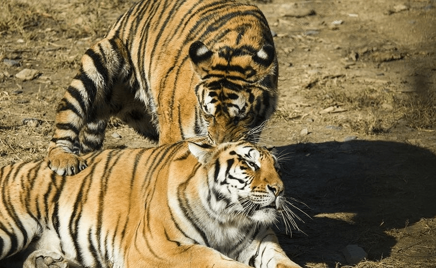 原创决心在非洲大草原野化华南虎已经快过去20年了真相如何