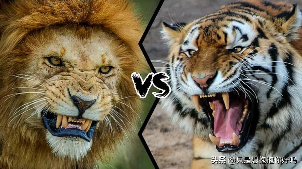 争论不休的狮虎斗在中国历史到底谁更胜一筹