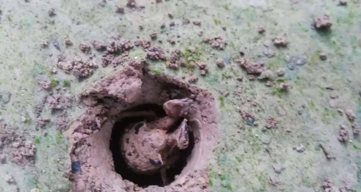 蝉在树上产卵却从地下出来,这是为什么?"刨出"的土都去哪了?