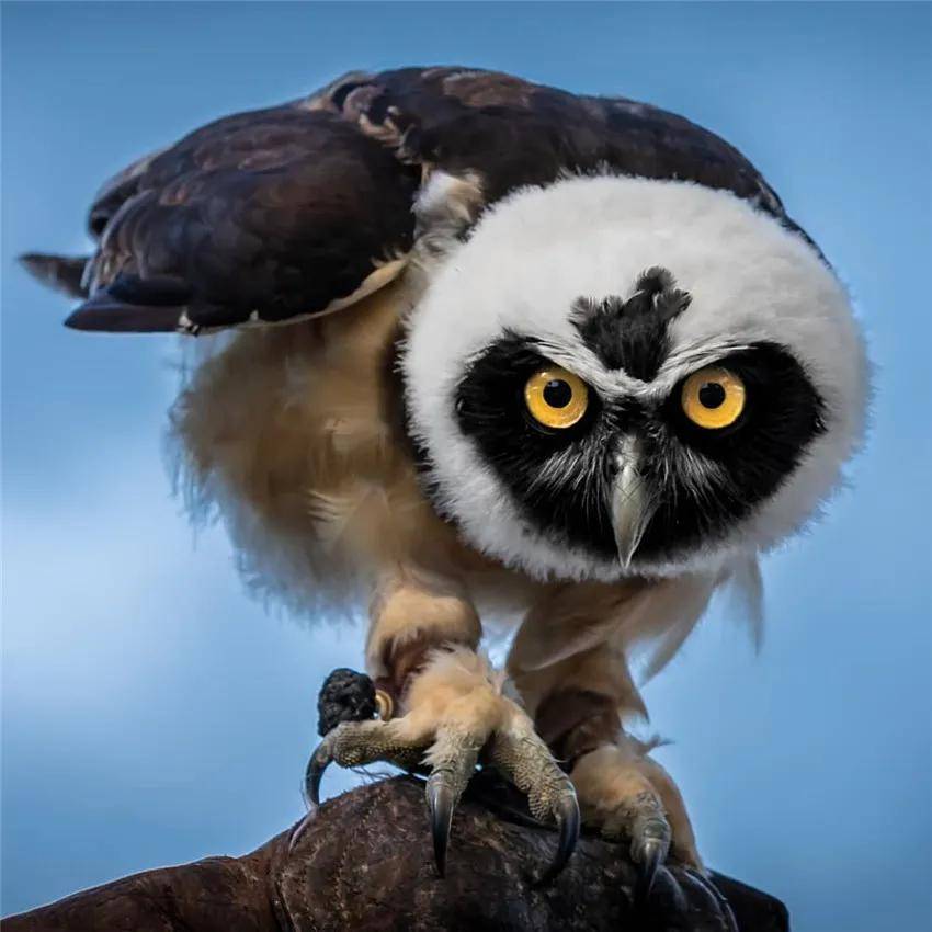 哈哈,这帮鸟儿们的怪模样是不是挺有意思?返回搜狐,查看更多