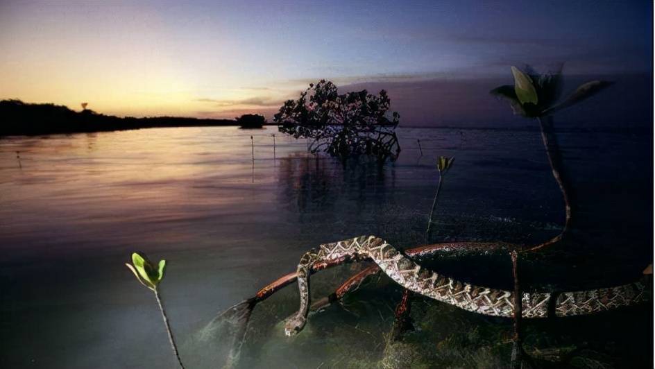 缅甸蟒个头大,体力足还会游泳,外加没有天敌干预,基本就可以秒杀当地