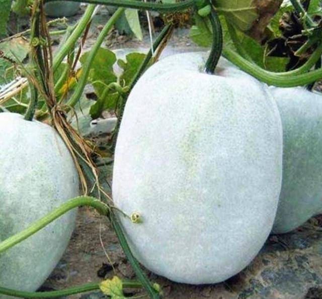 原创减肥佳品冬瓜