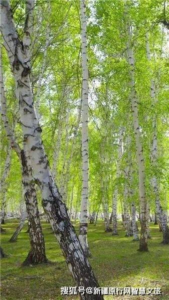 白桦林景区 树影流动 悠然漫步 在梦中白桦林来一场追夏之旅 阳光 夏日 桦叶