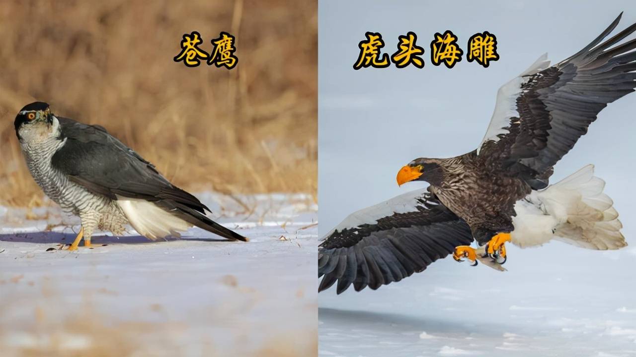 hawk和eagle的区别图片